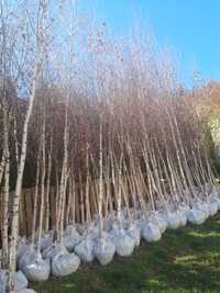 Plante ornamentale tuia leylandi mesteacăn palmieri gazon rulou