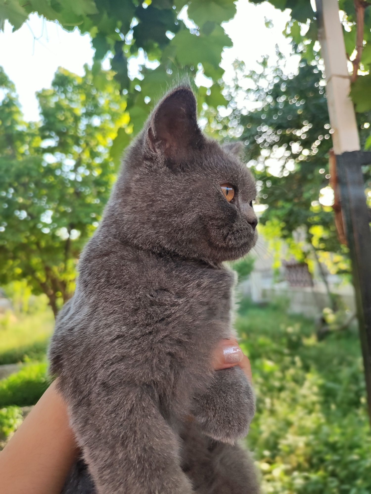Продается шотландский прямоухий кот (scottish straight)
