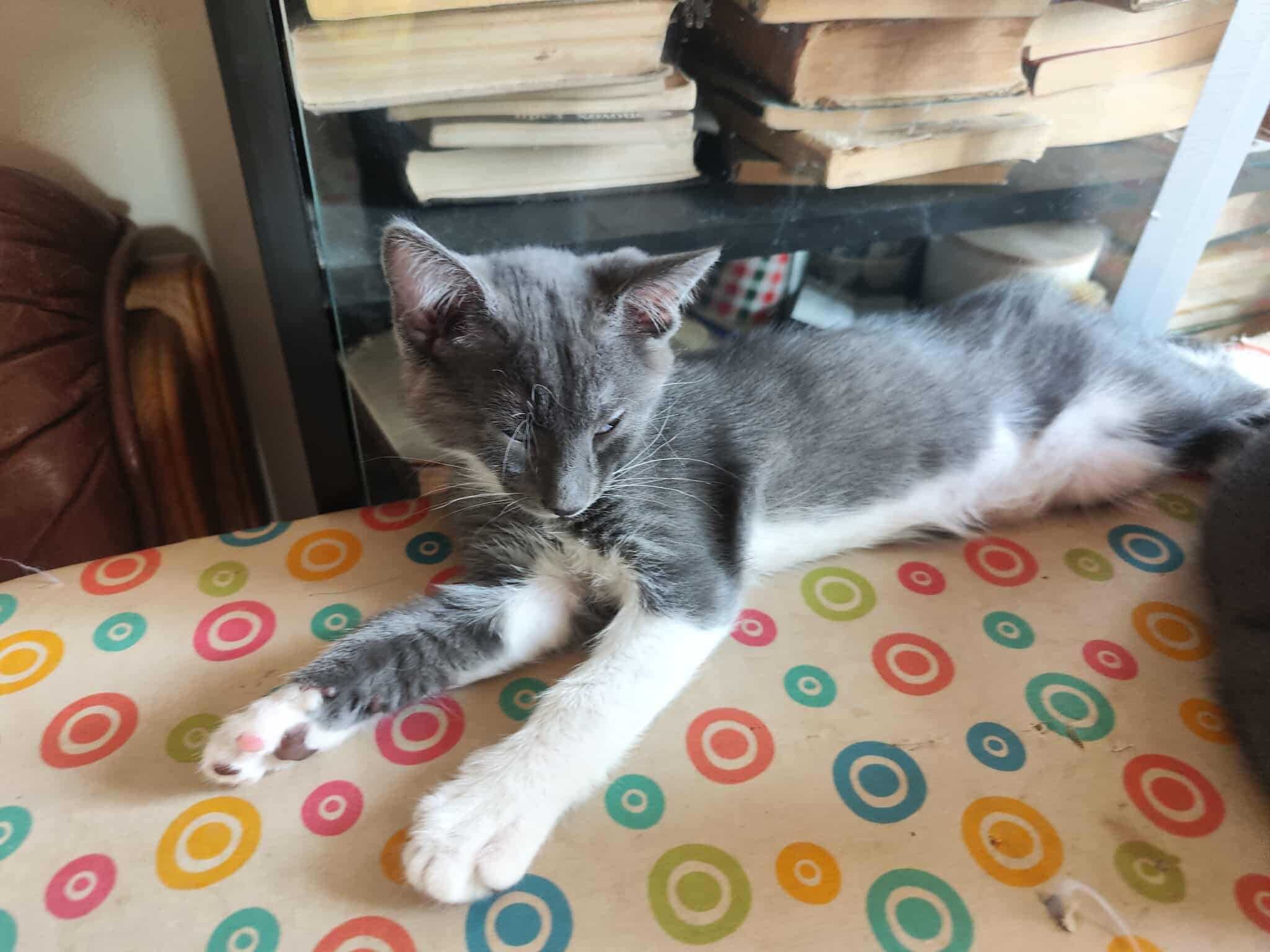 Две мъжки котета си търсят обичащ и грижовен стопанин! :)