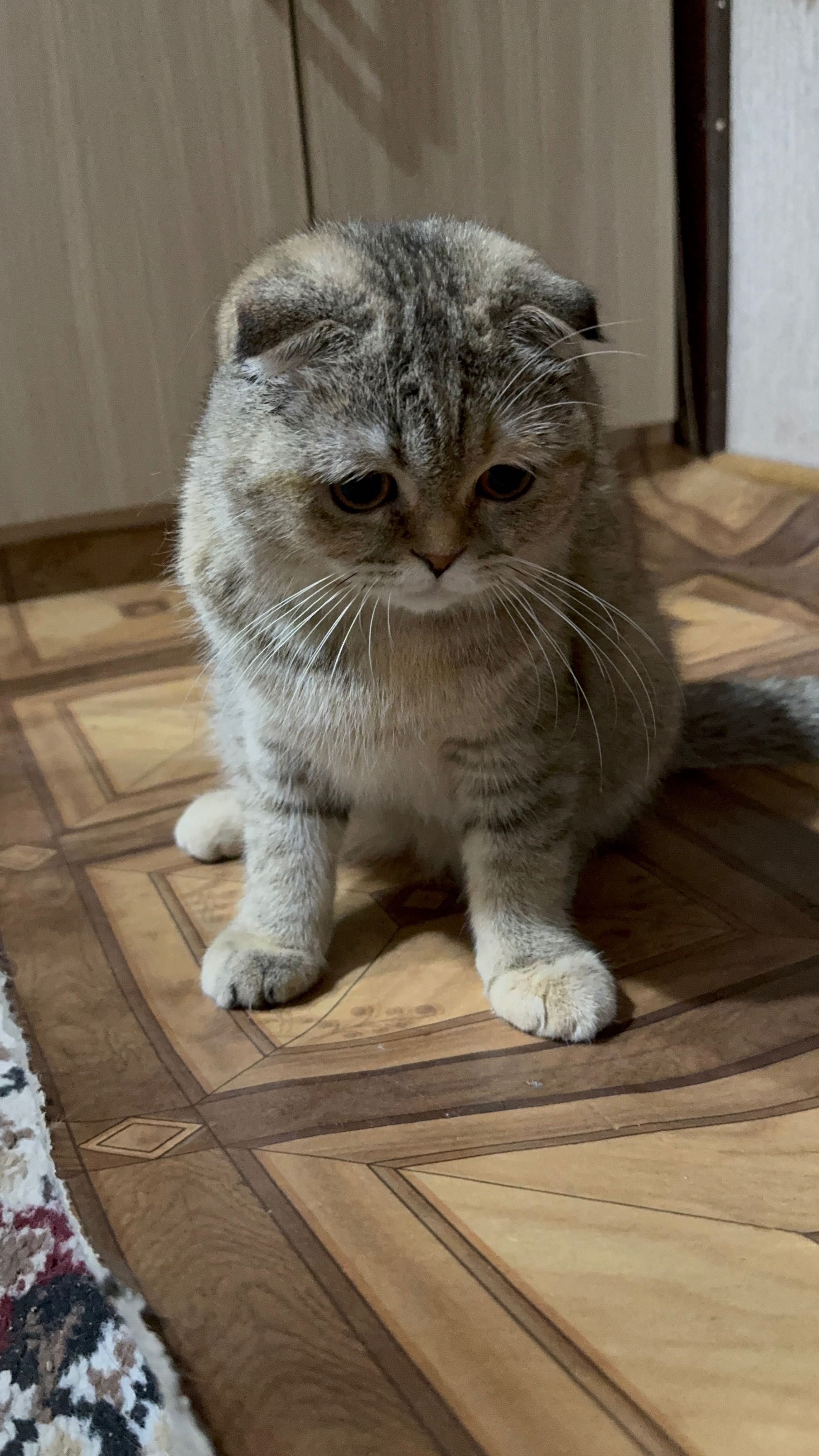 Скотиш фолд (шотландская вислоухая кошка). SAMARQAND