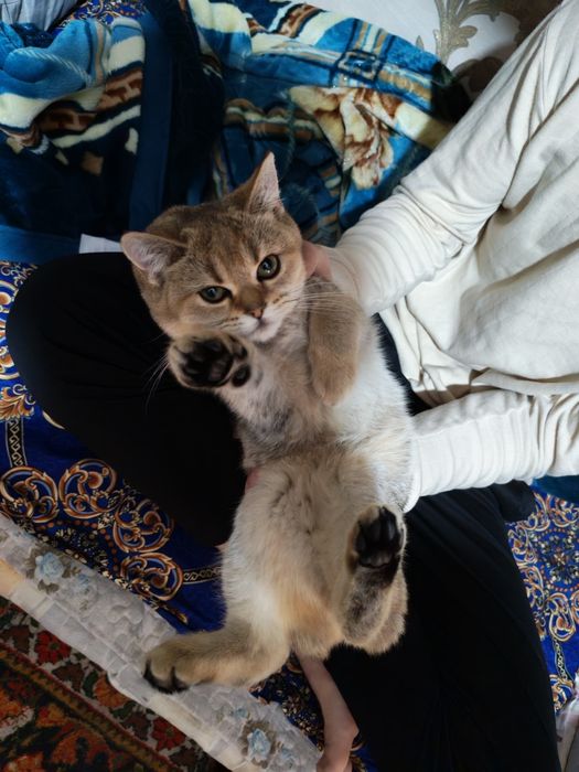 Mushuk zoti Golden shiffeld