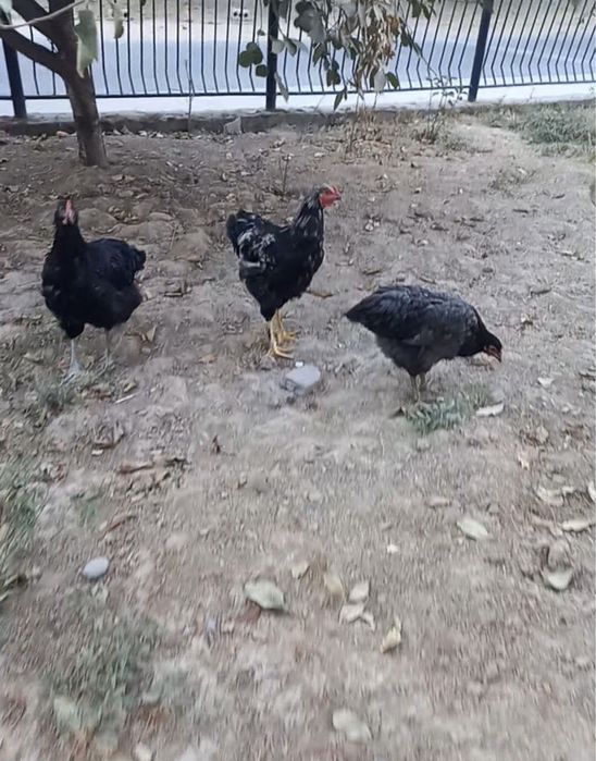 3ta Jersi yahshi zor boqilgan