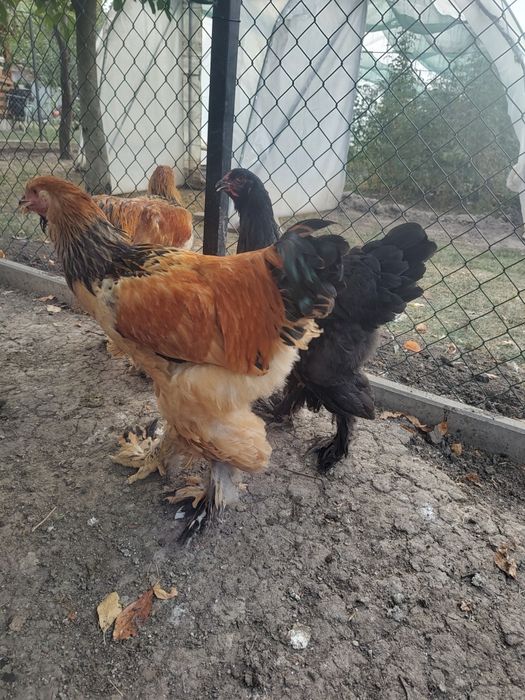 Vand cocosi diferite rase (Brahma, Araucana, Australorp, Marans)