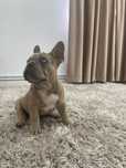 bulldog francez merle