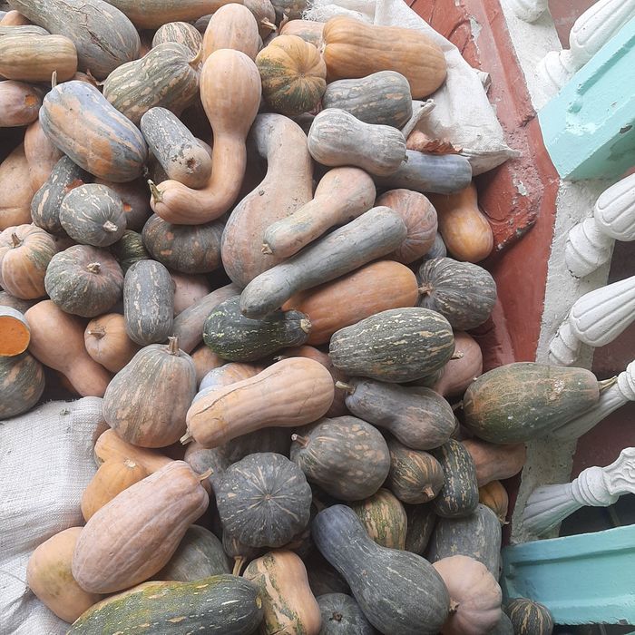 Ошковок сотилади Тиква