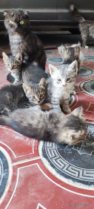 Отдам даром котят