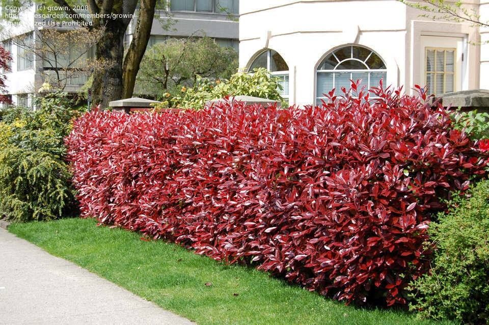 Фотиния-(Photinia Red Robin)