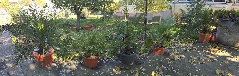 Palmieri diferite marimi