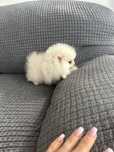 Fetita pomeranian