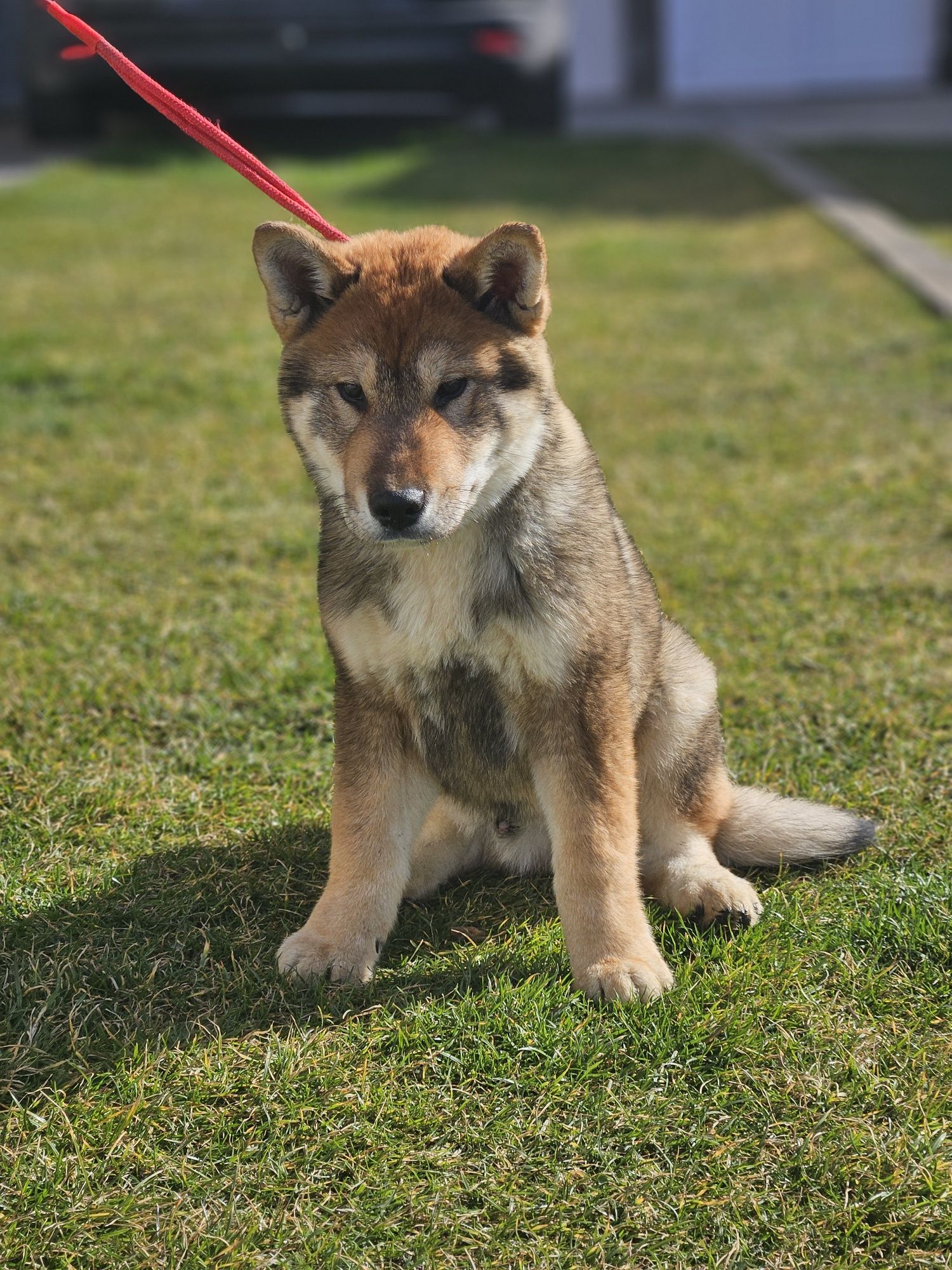 Baiat Shikoku cu pedigree