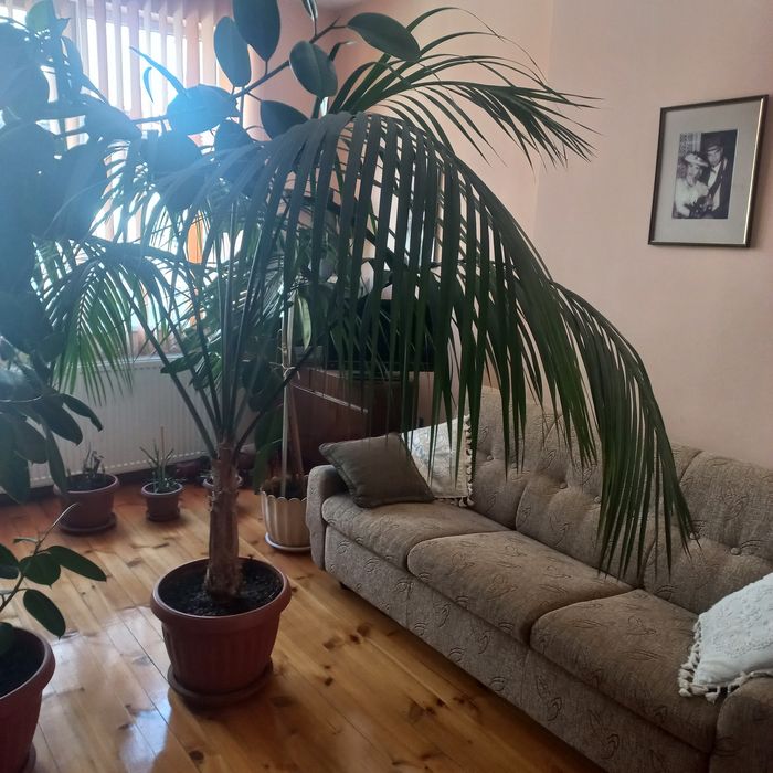 Продавам Палма Кения, 2.4м.висока