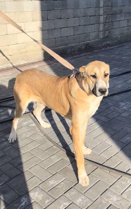 Породная азиатка