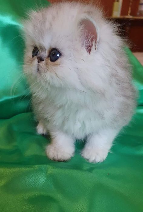 Persana chinchilla