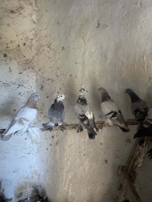 Продам голубей оптом