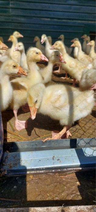 гусята подрощенные-21 дней.Постоянным клиентам скидка.