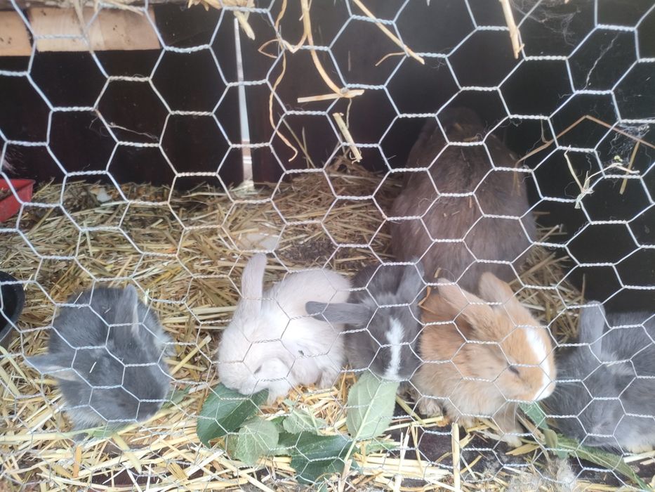 Iepurași de vanzare