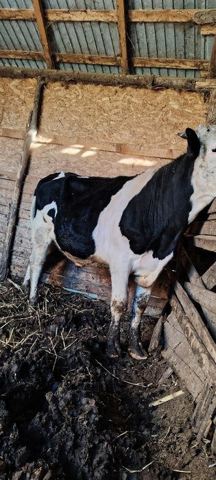 Vând taure de prăsilă și tăuraș