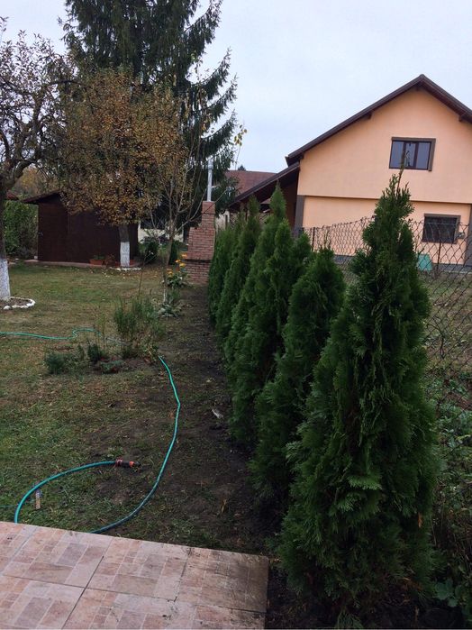 Tuia Smarald Piramydos