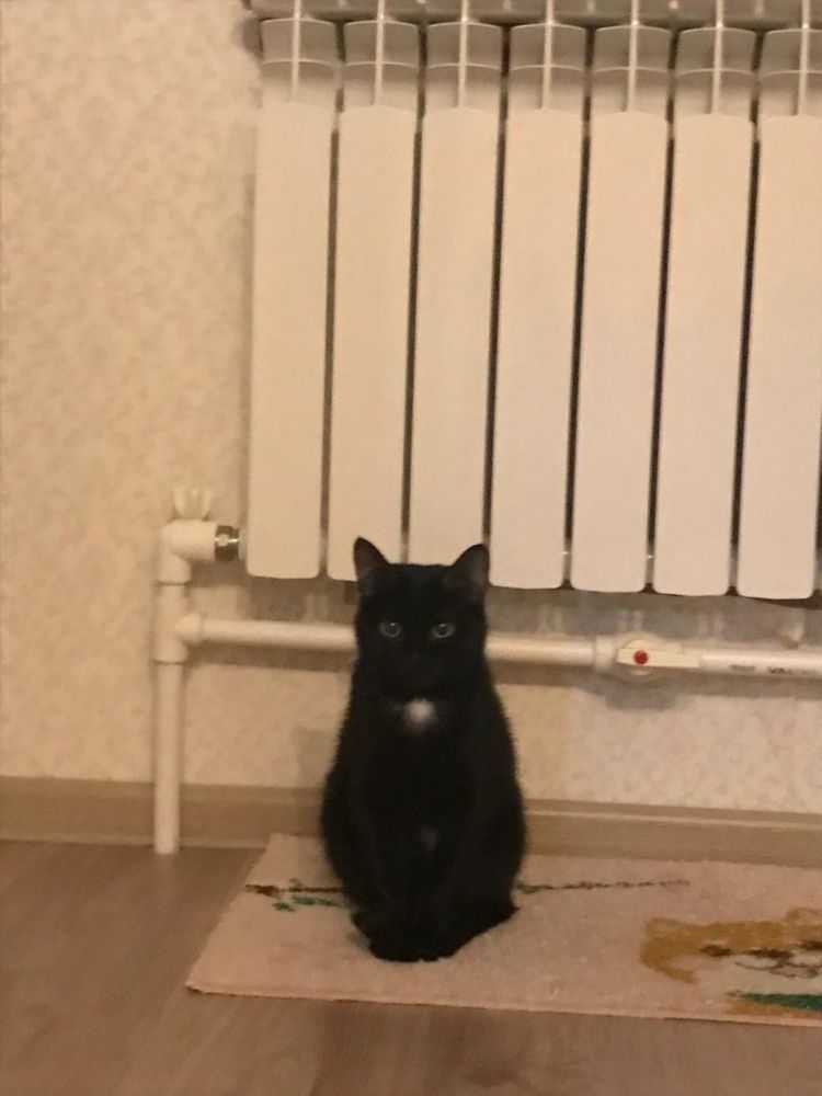 пропала кошка!