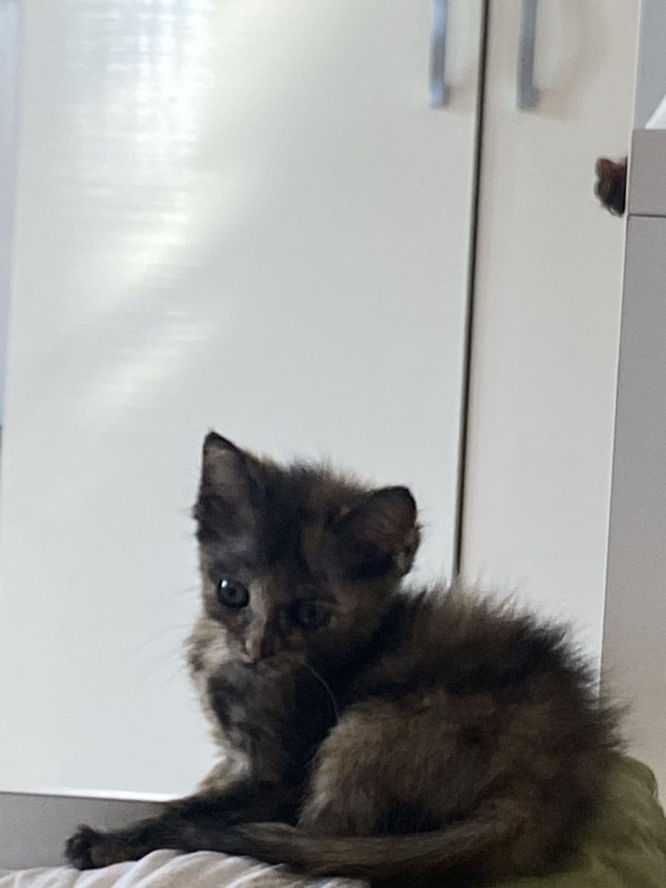 Отдам котят , только в добрые и хорошие руки
