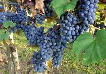 Vand struguri de vin in Carastelec