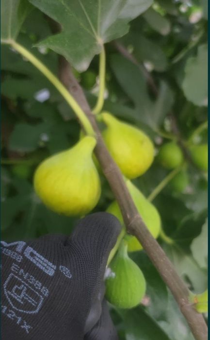 Smochin smochini in ghivece preț începând de la 15 lei