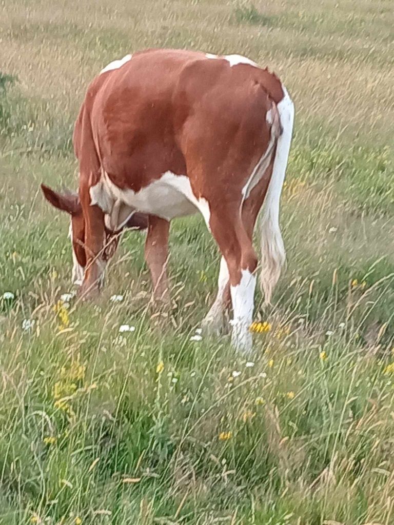 Vînd 3vitele mai multe detali la tel