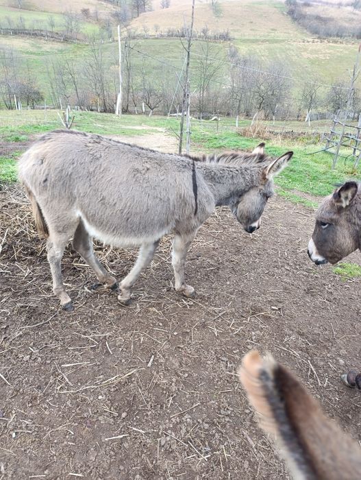 Vând doi pui de măgar și o măgăriță cu puii