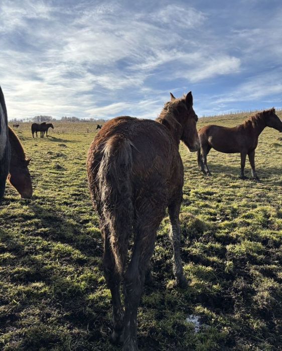 Продам лошадей. 450 тысяч тенге.