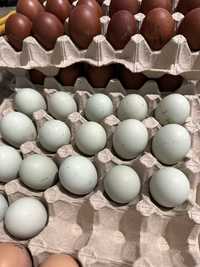 Oua pentru incubat Araucana potarnichiu