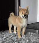 Vand femela  Shiba Inu