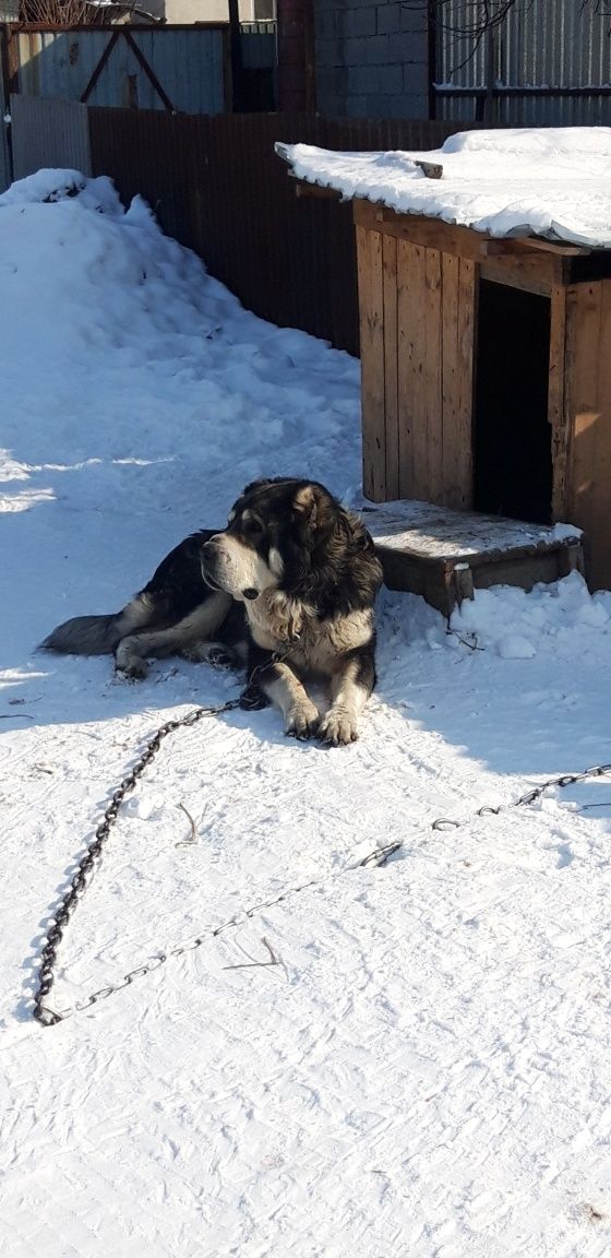 Вязка Сао Төбет Алабай