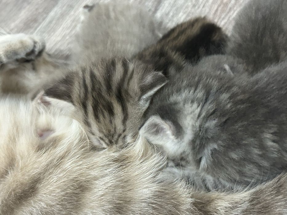 Очаровательные шотландские веслоухие малыши ищут заботливых хозяев!