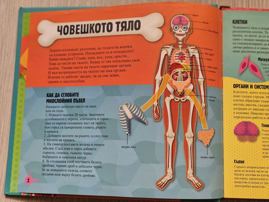 Прочети и сглоби! Човешкото тяло