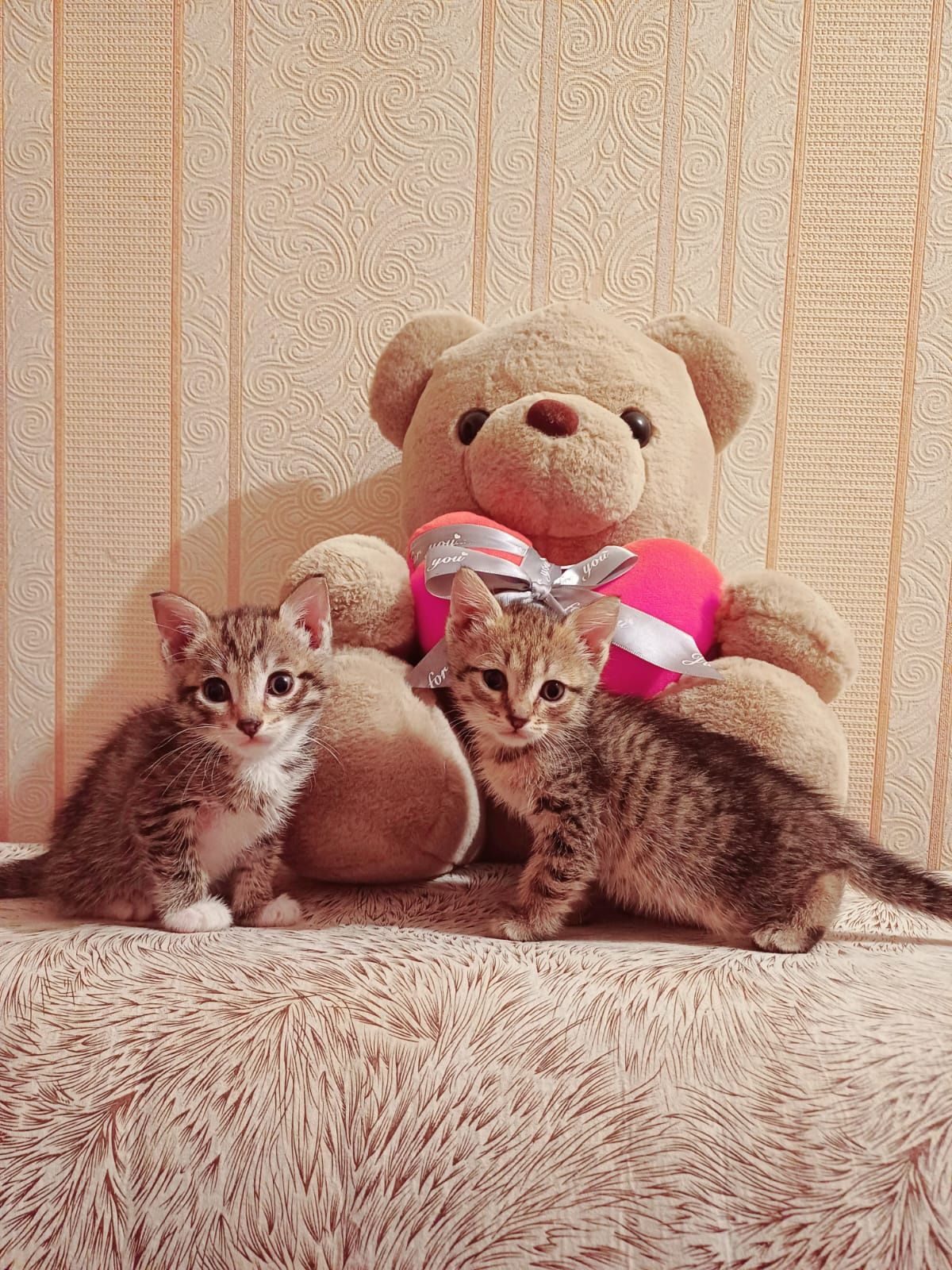 Котята ищят дом срочно ! К ялотку приучены !1.5 месяца!