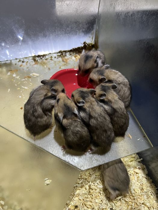 Подарявам хамстерчета,родени са преди 2 седмици.