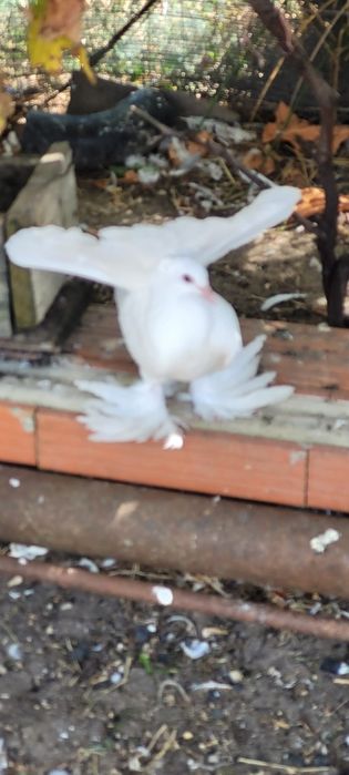 Vind sau schimbPorumbei rotați King texani