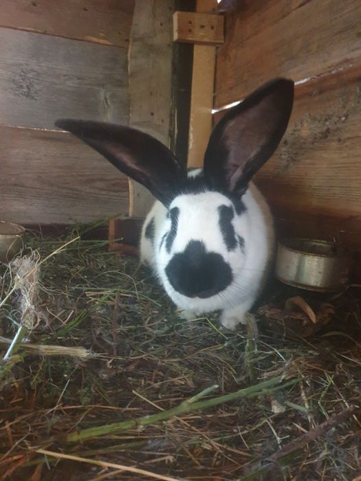 Vand femela fluture german