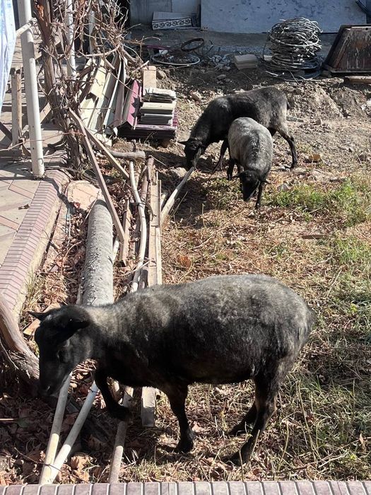 Романов куйлари Сотилади
Романов куйлари 2 совлик 1 та куч