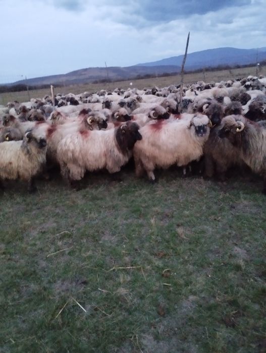 De vânzare 60 bucăți