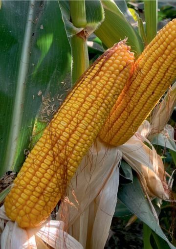 Высокоурожайные гибриды кукурузы из каталога США, Европы в Узбекистане