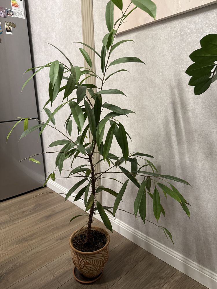 Продам фикус Маклелланда
