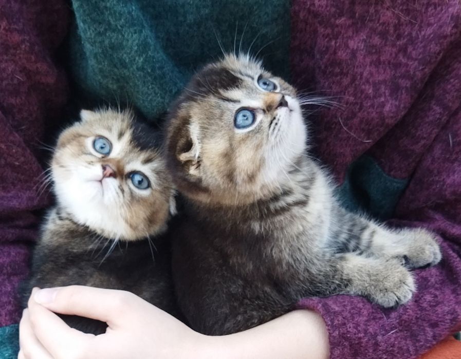 Шотландские котята.