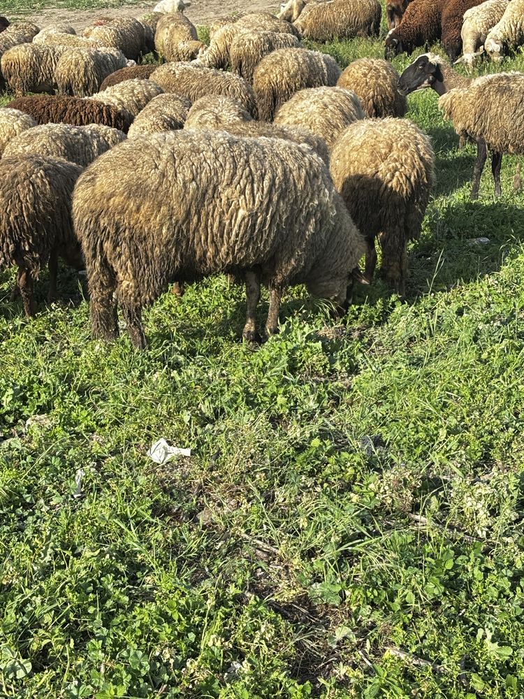 Продавам 150 овце