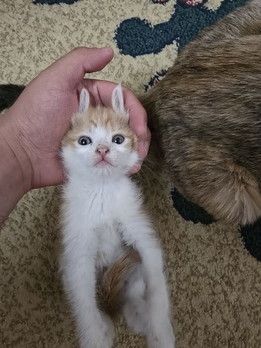 Отдам кота , приучен к лотку
