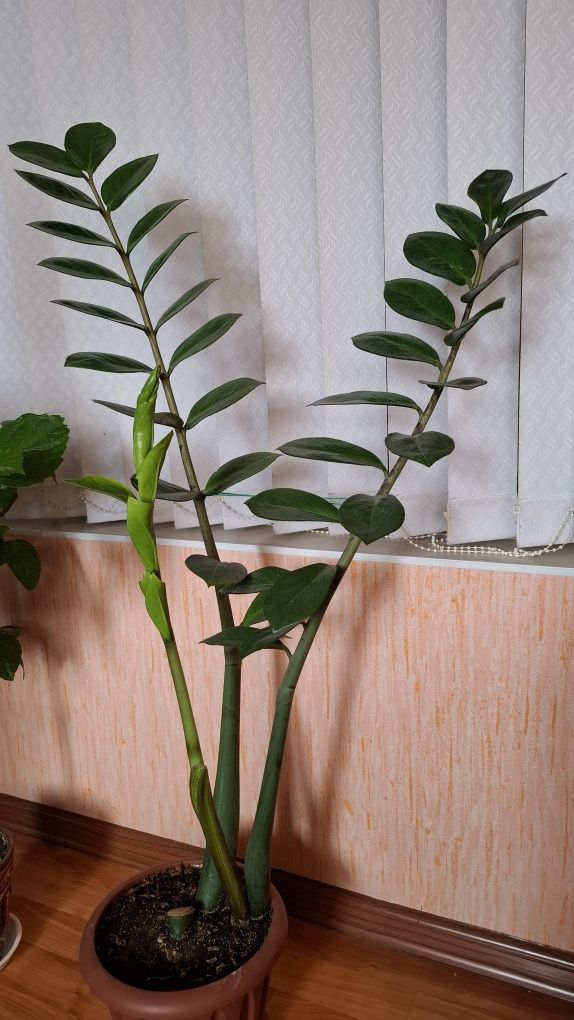 Замиокулькас (Долларовое дерево)