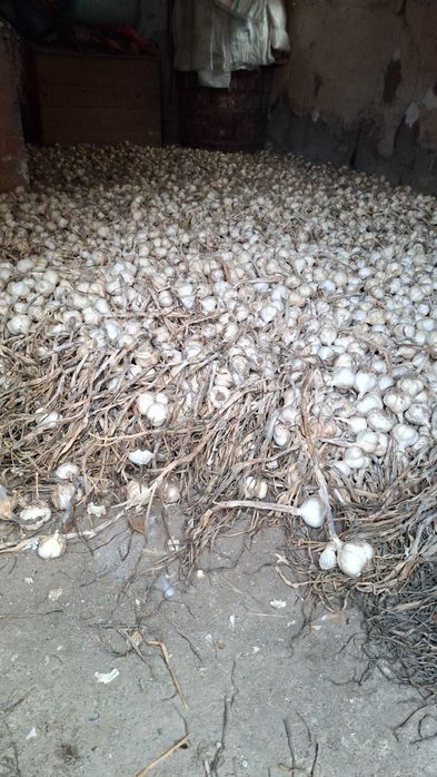 Usturoi roz românesc