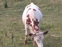 Vând juninca de vaca