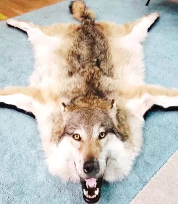 лис и волк шкуры, тулкы каскыр терысы