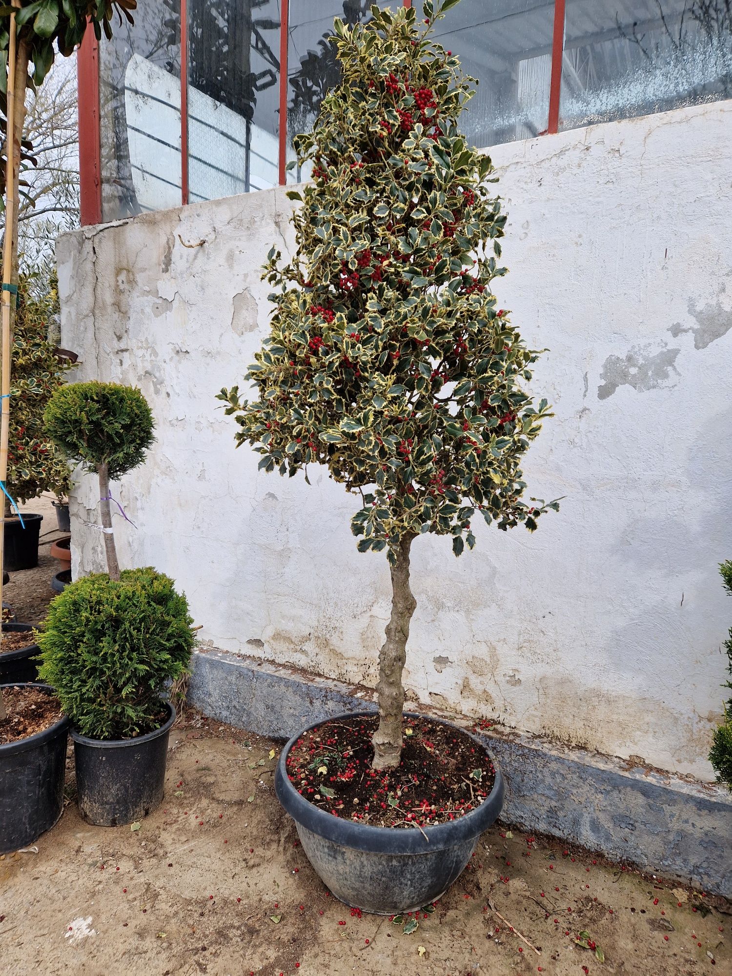 Ilex argentea marginata ( variegata ) ilex copac, ilex glob